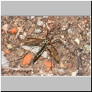 Nephrotoma pratensis - Schnake w06a.jpg